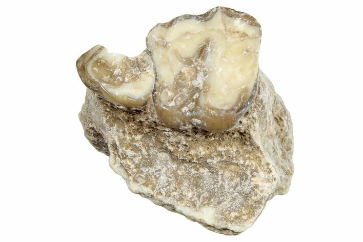 Fossil Horse (Mesohippus) Jaw Section - South Dakota #254954